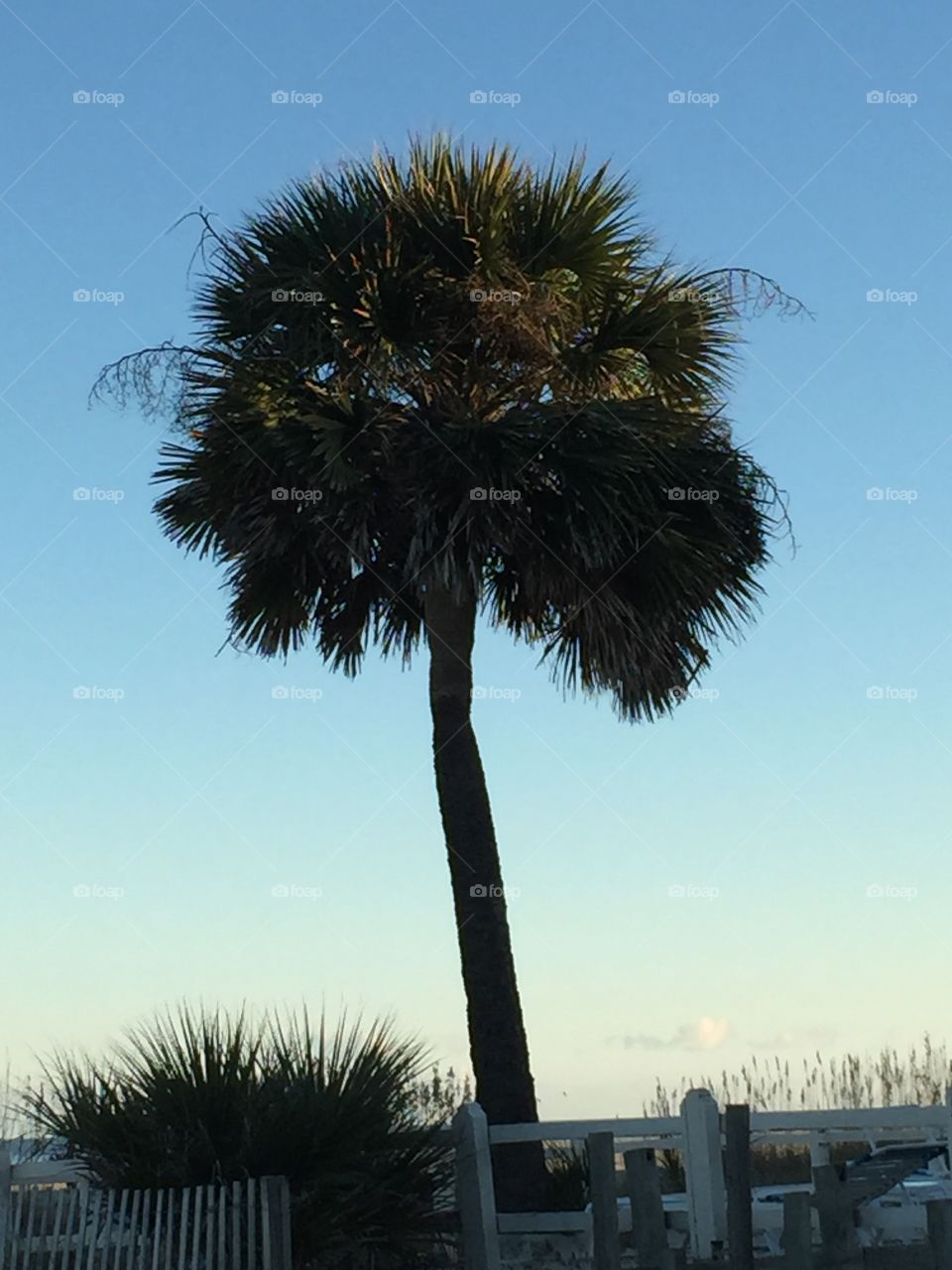 Palm tree