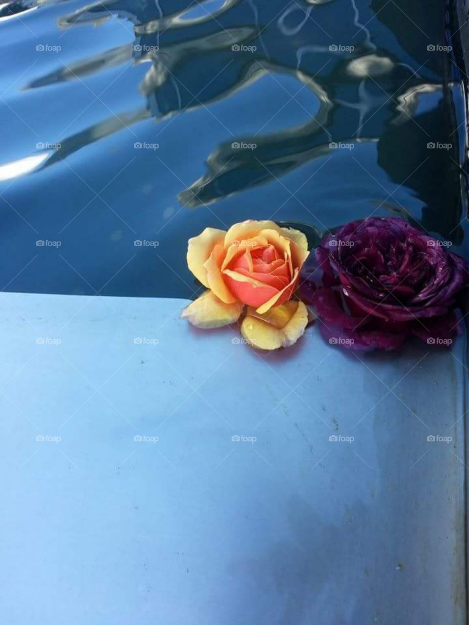 Rose's in a fountain