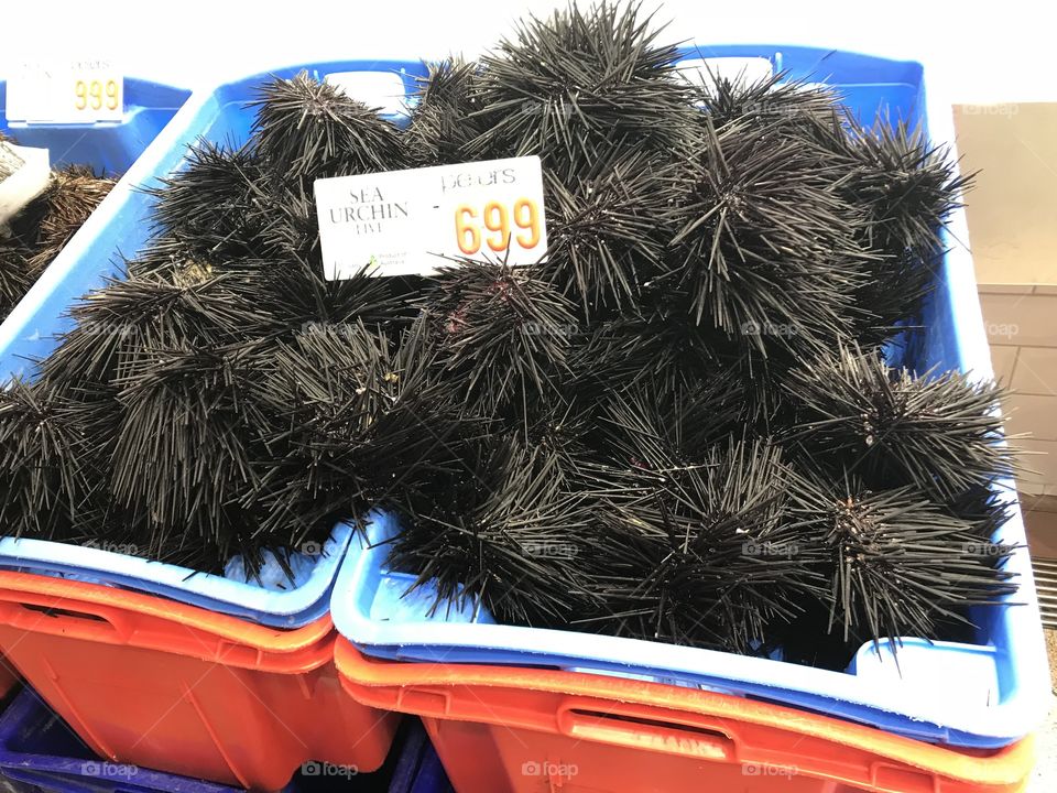 Sea urchins 
