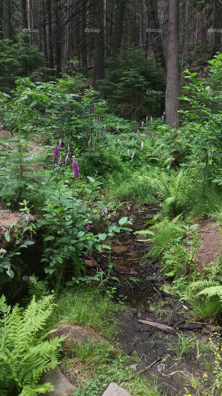 creek running through wildflowers in forest