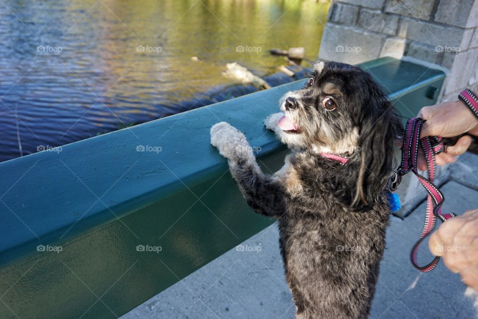 High angle view of dog with pet owner