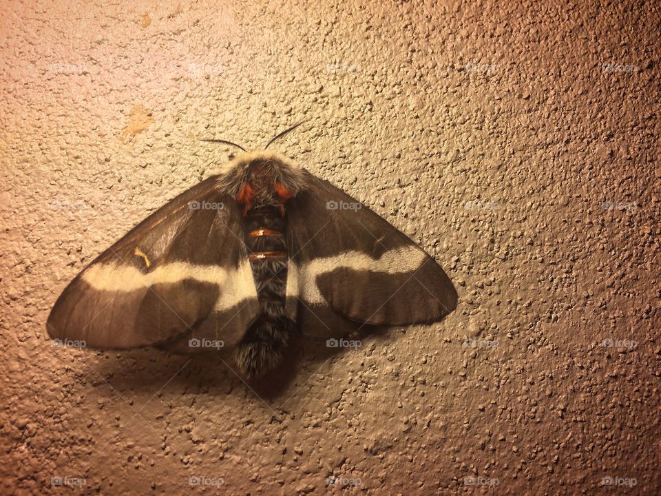 Buck moth