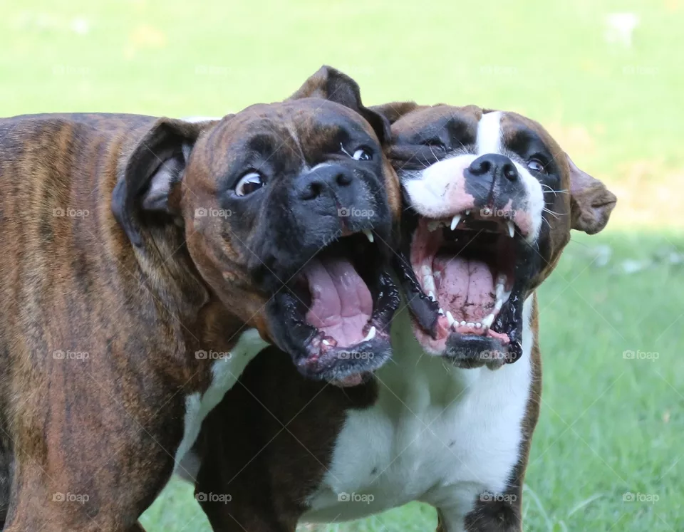 Crazy boxers 