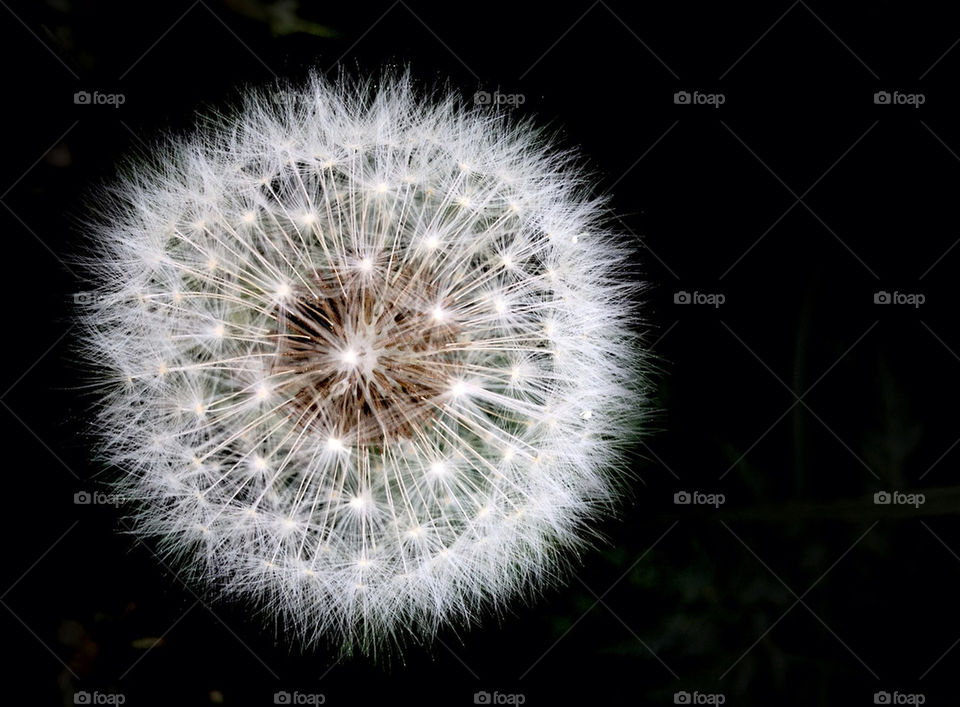 dandelion