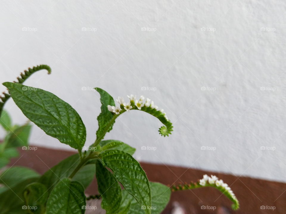 No Person, Leaf, Flora, Flower, Herb