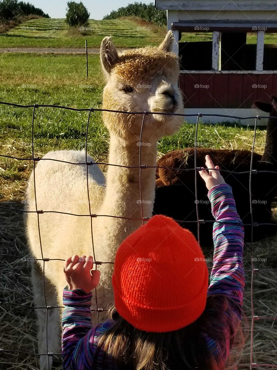 Visiting the Farm