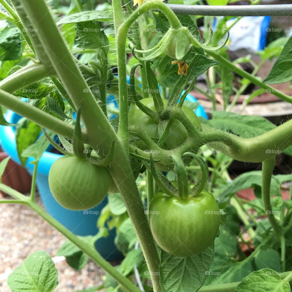 Homegrown tomatoes 