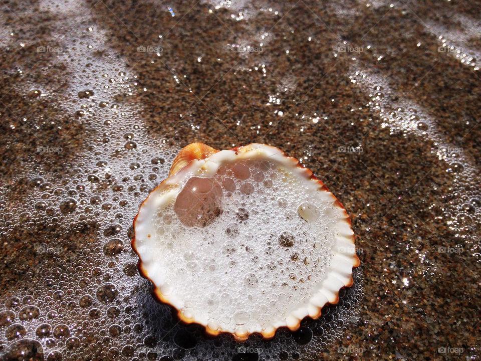 Seashell on beach