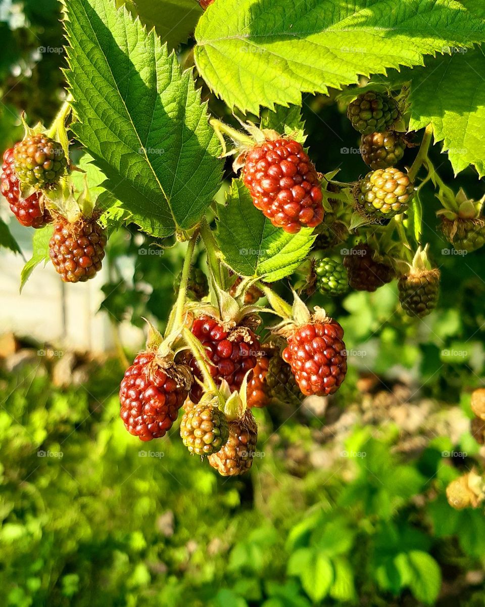 blackberries enjoying summer sunshine