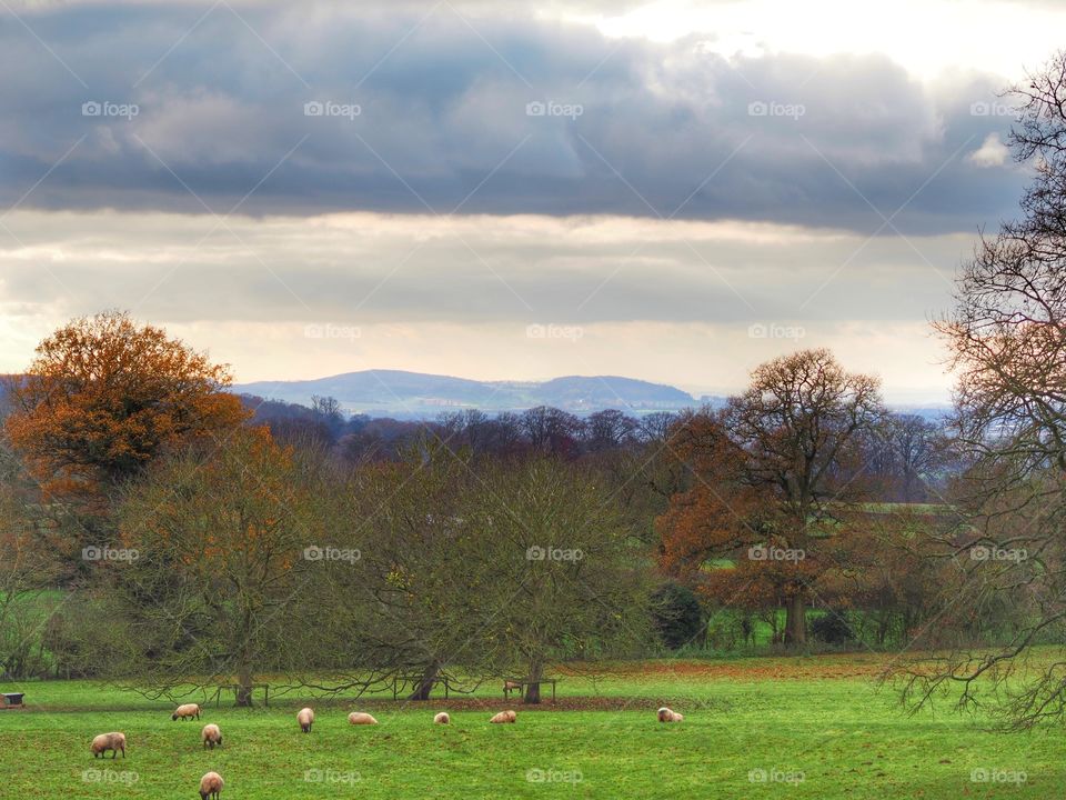 Landscape. U.K.