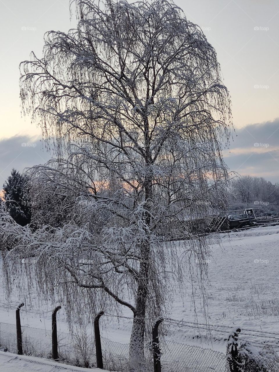 winter tree
