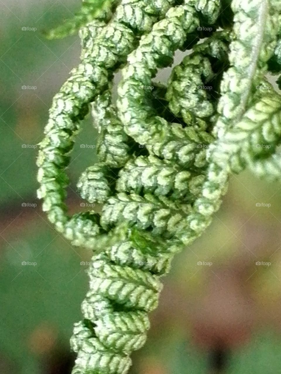 Coiled for the growth