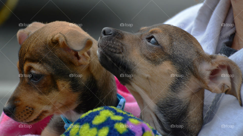 BABY ANIMALS: A baby animal can be a young cow to a dog or a baby chick! Most people consider a puppy a baby animal! Dogs are sometimes referred to as "man's best friend" because they are kept as domesticated pets and are usually loyal and like being around humans! 