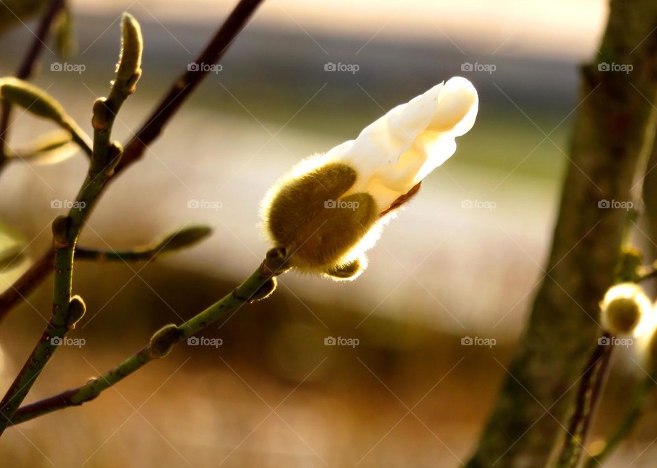 Spring magnolia bud