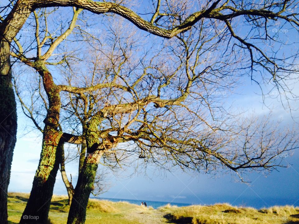 Tree, sky, beach. Tree, sky, besch