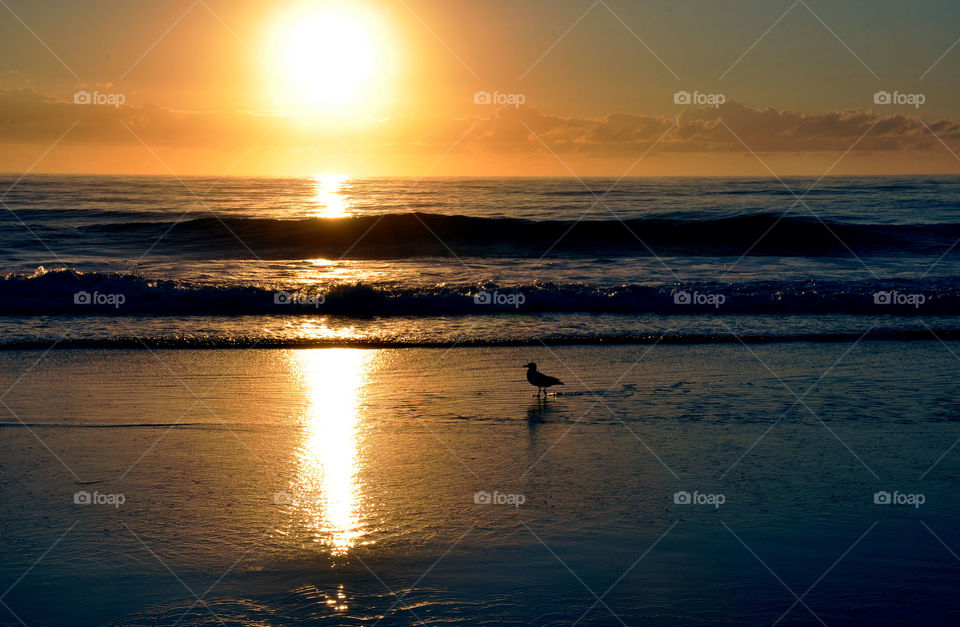 Sunset with Seagull