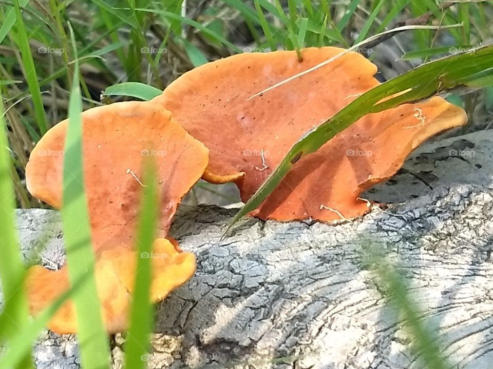 trabalho da natureza