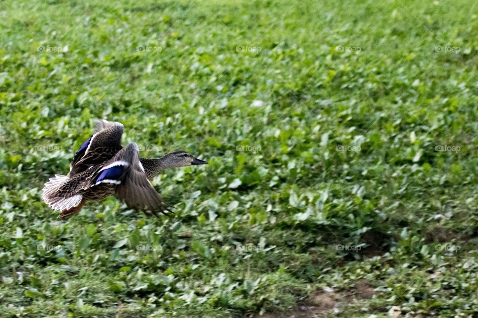Duck in flight 