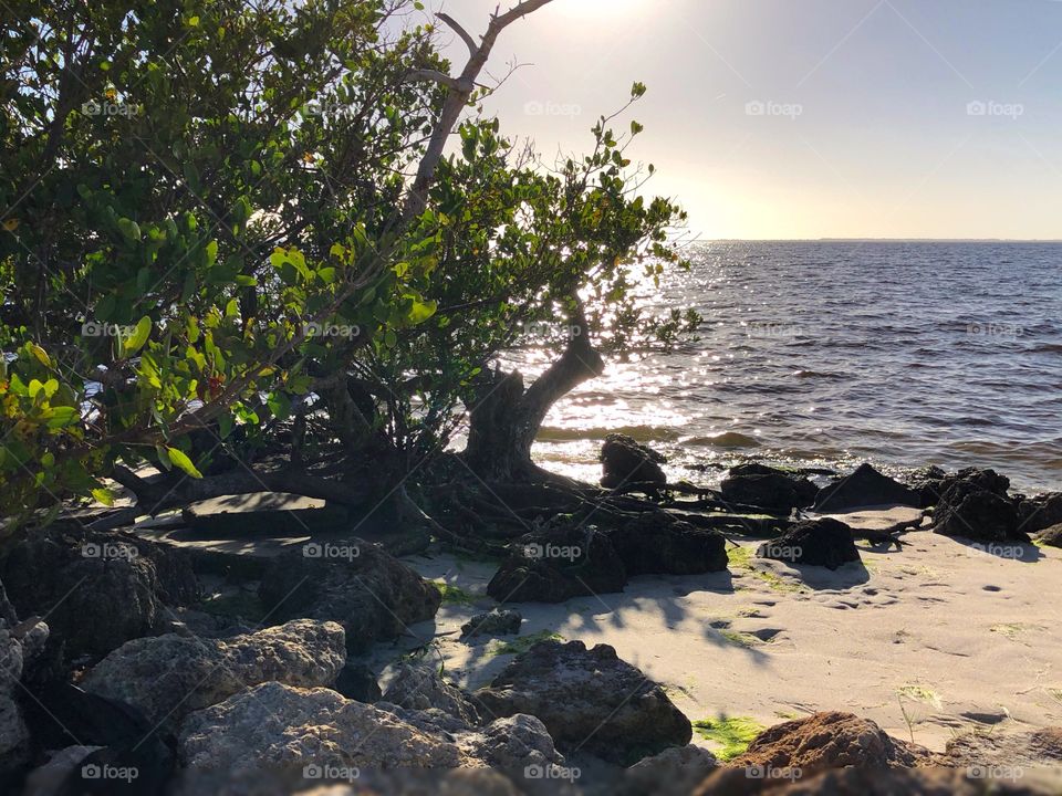 Sun shining through the mangrove trees on the beach.