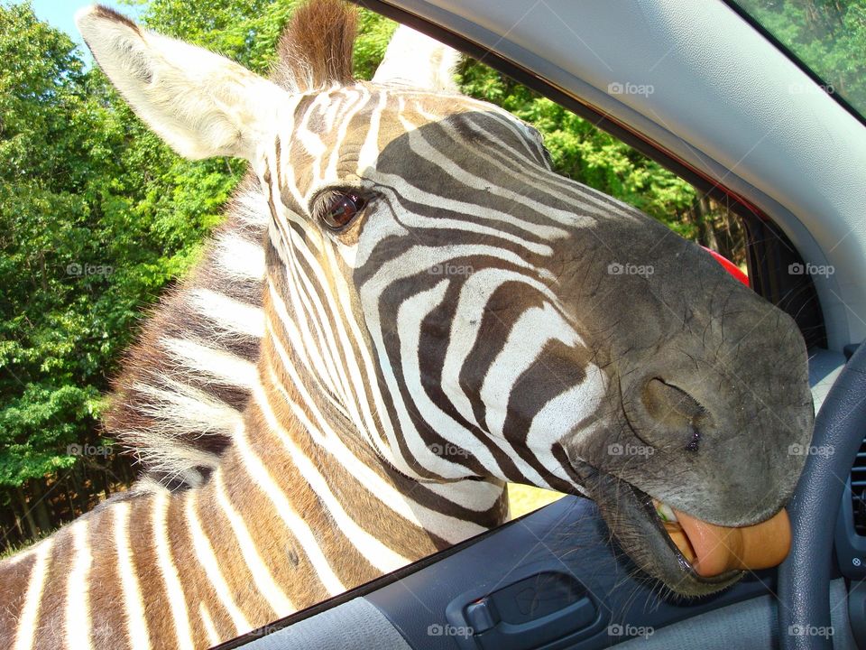 zebra in my car. drive through safari zoo in Natural Bridge, VA
