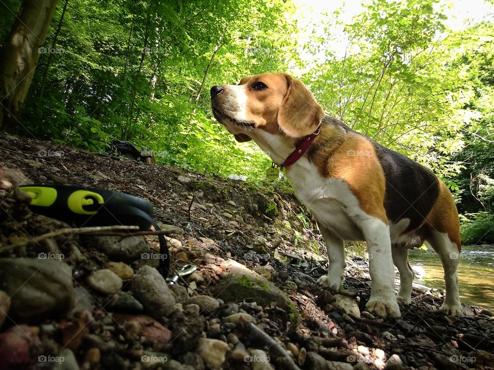 Beagle dog