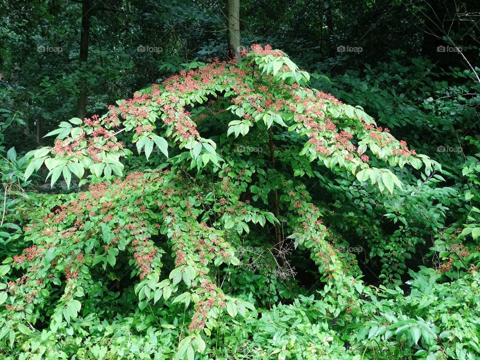 Bushes with red berries