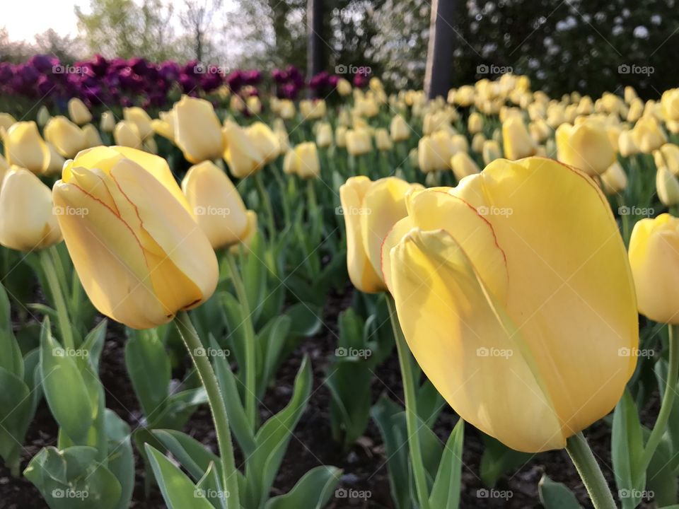 Yellow tulips 