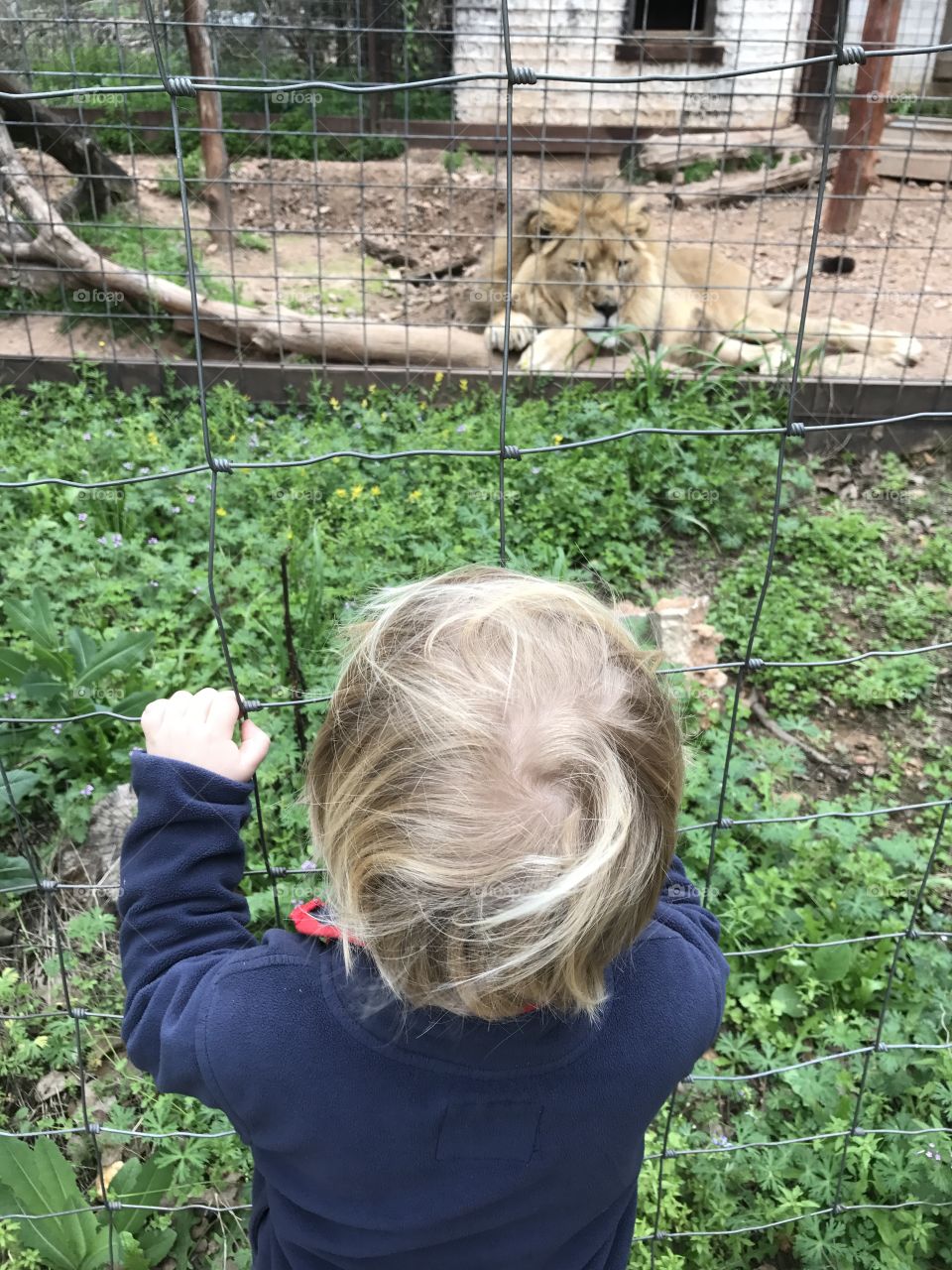 Lion and toddler at the zoo