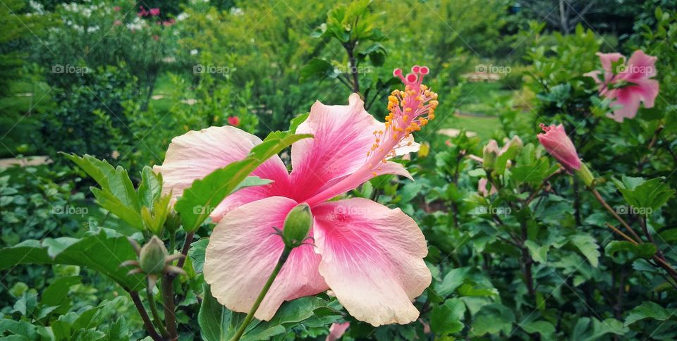 hibiscus flower in pink