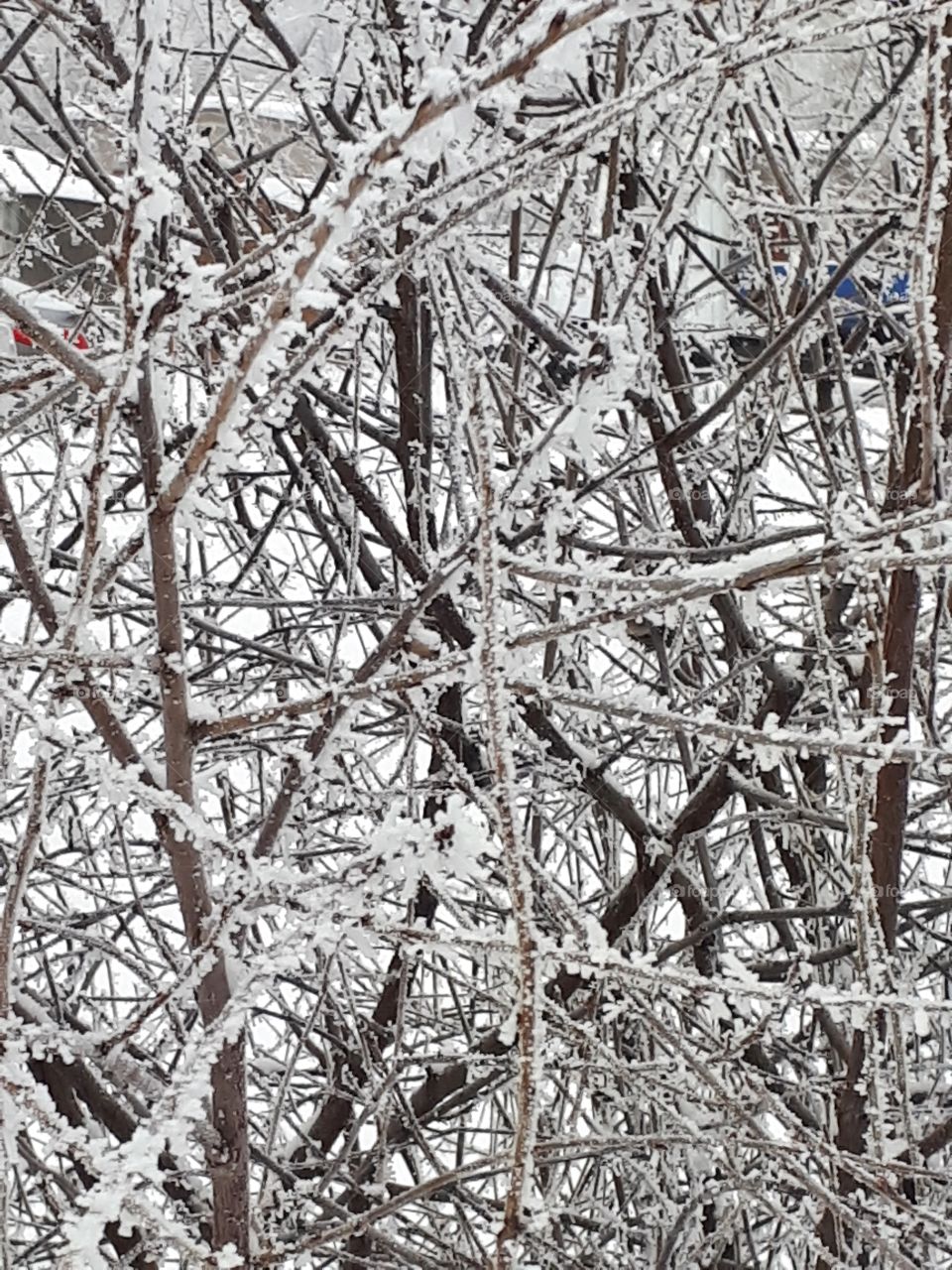 Winter beauty_the tree in the frost