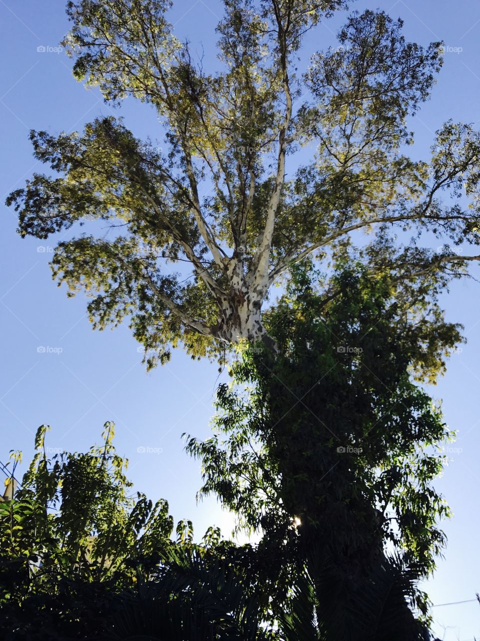 Sky-trees-leaves-