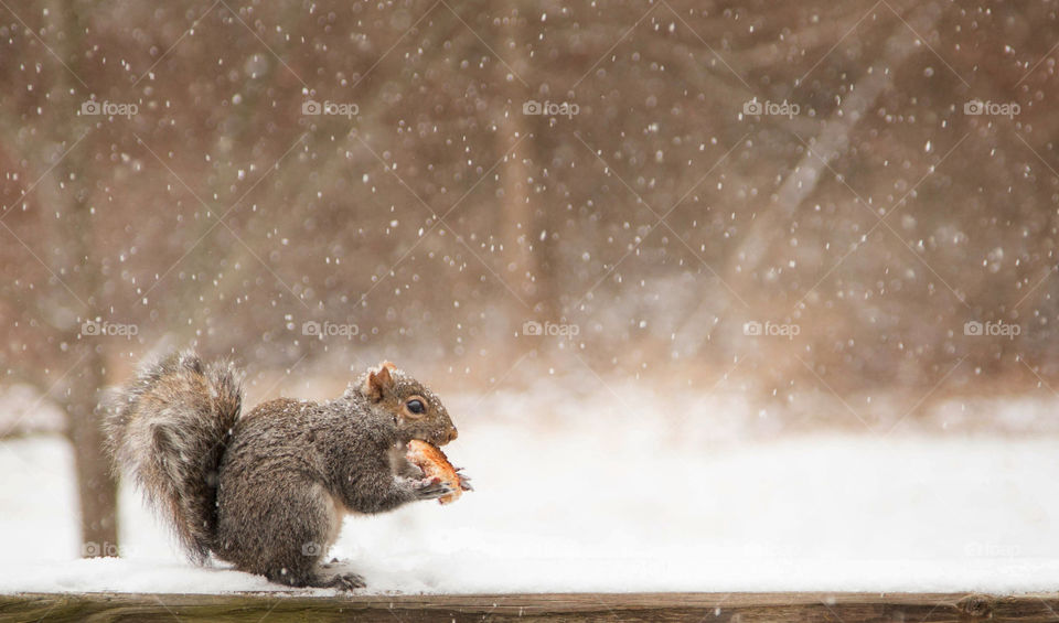 Squirrel, Wildlife, Nature, Winter, Snow