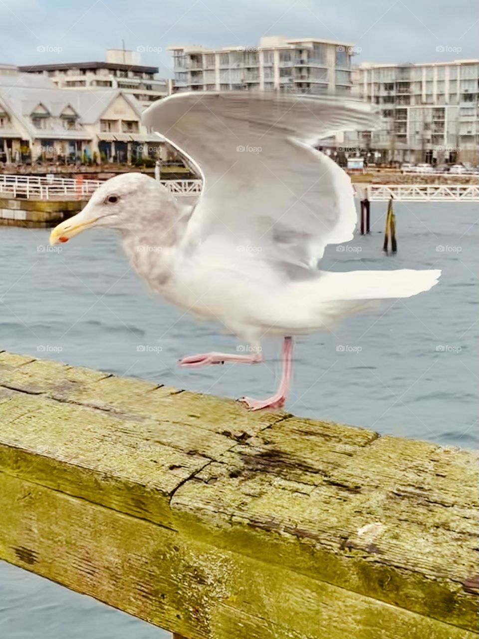 Seagull 