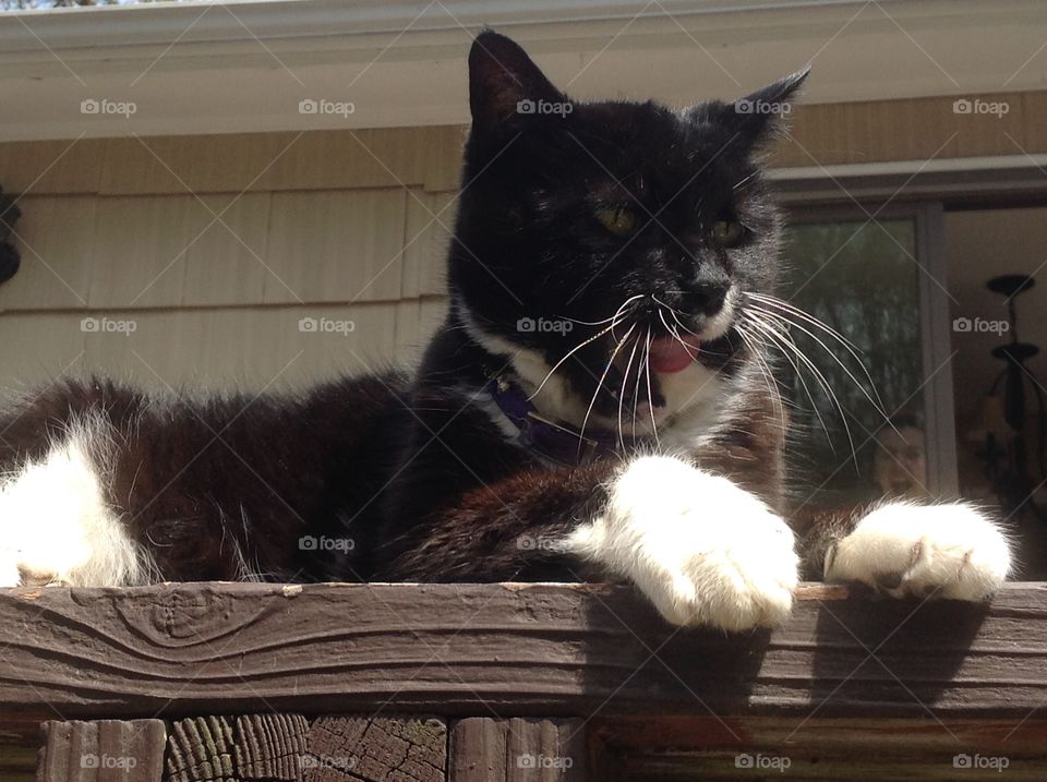 My black and white fluffy tuxedo cat.