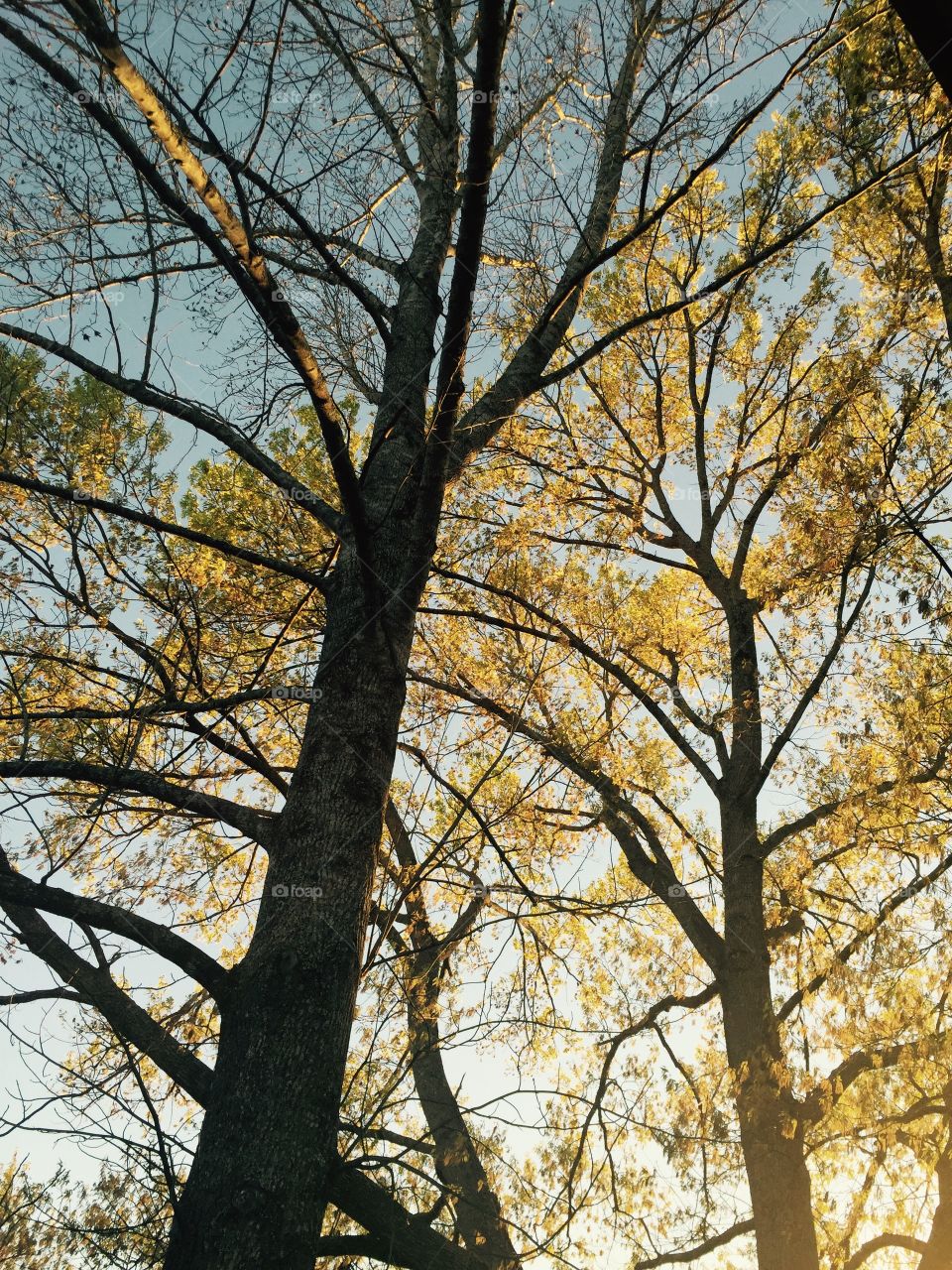 Tall trees against the sky with their golden leaves falling off their branches becoming naked. 