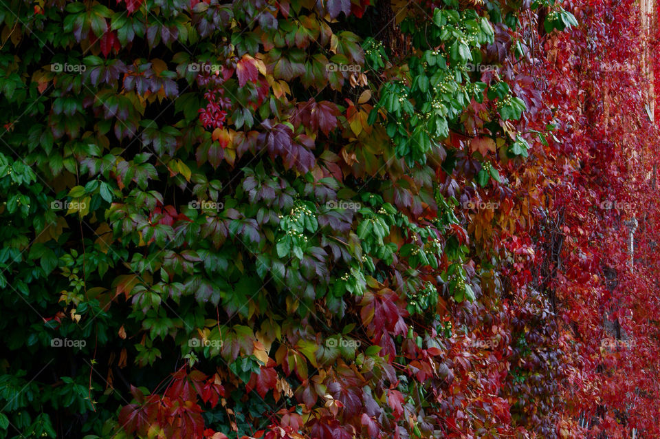 nature wall colors leaves by lexlebeur