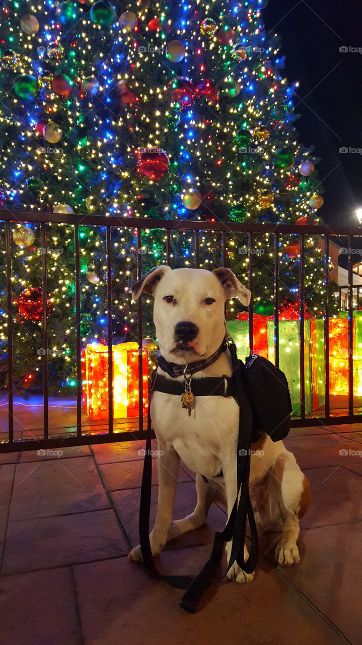 service dog in front of Xmas tree