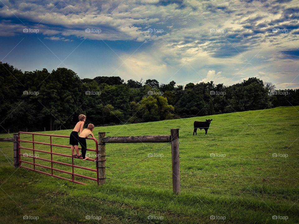 boys and a young bull by the pasture in summer