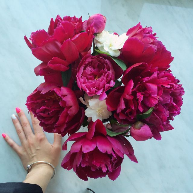 Beautiful pink peonies 
