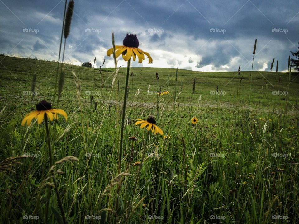 Open fields 