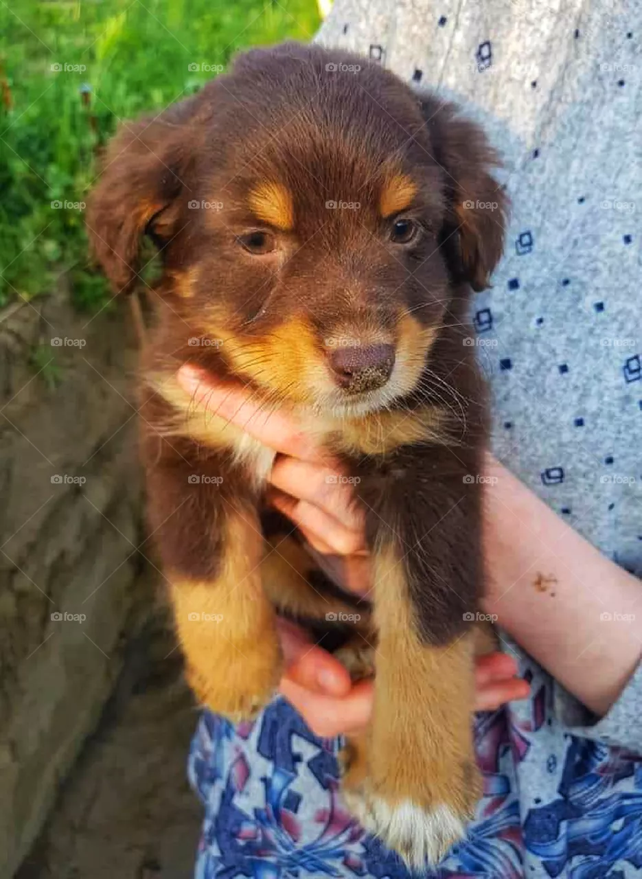 Cute puppy