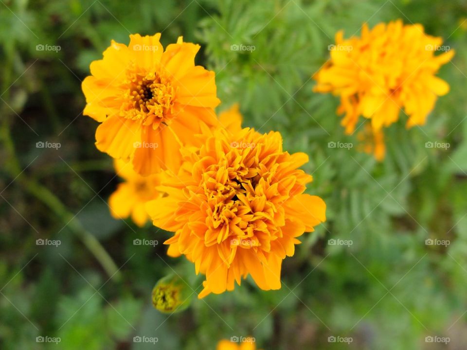 Yellow wild flowers