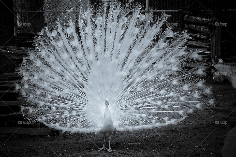 A monochrome shot of a beautiful white male peacock in full display strutting his stuff for all to see! He certainly was impressive as he shook and fluttered his tail at everyone as they walked by him.