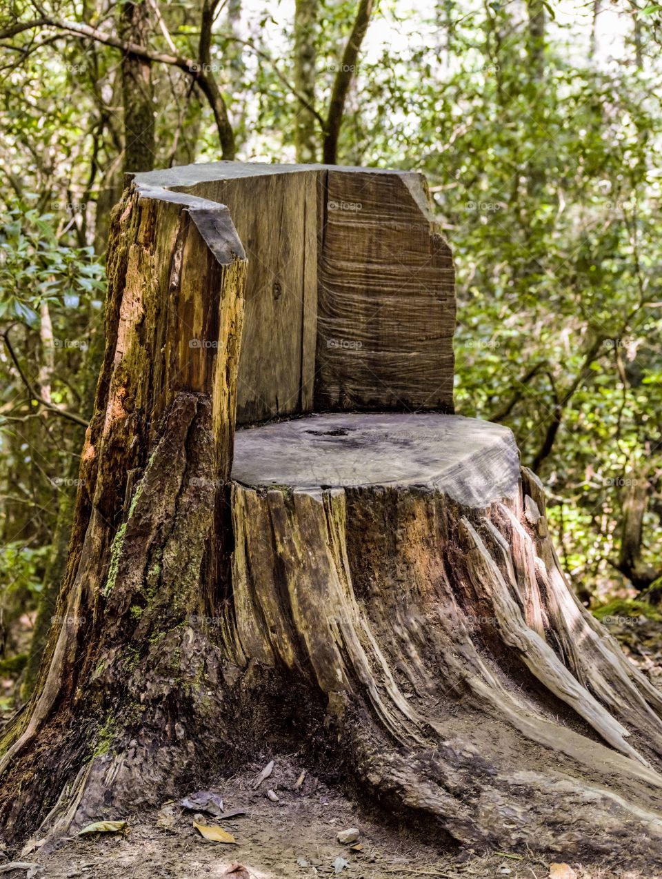 Seat carved from tree stump
