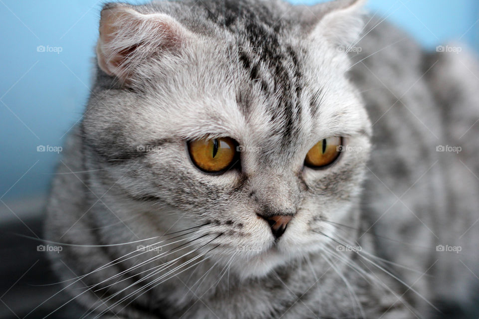 Kitten, cat, Scottish breed, cat Scottish Fold, gray cat, marble cat, gray, marble, cat plays, looks, jumps, plays, has fun, hunts, cat hunting, cat hunt