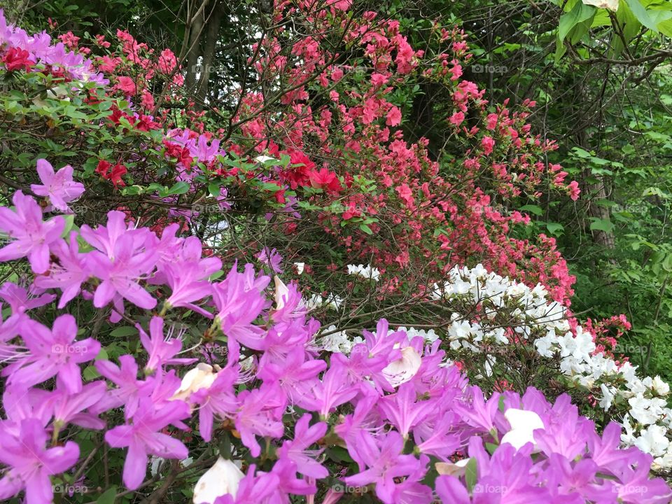 Azaleas on perspective 