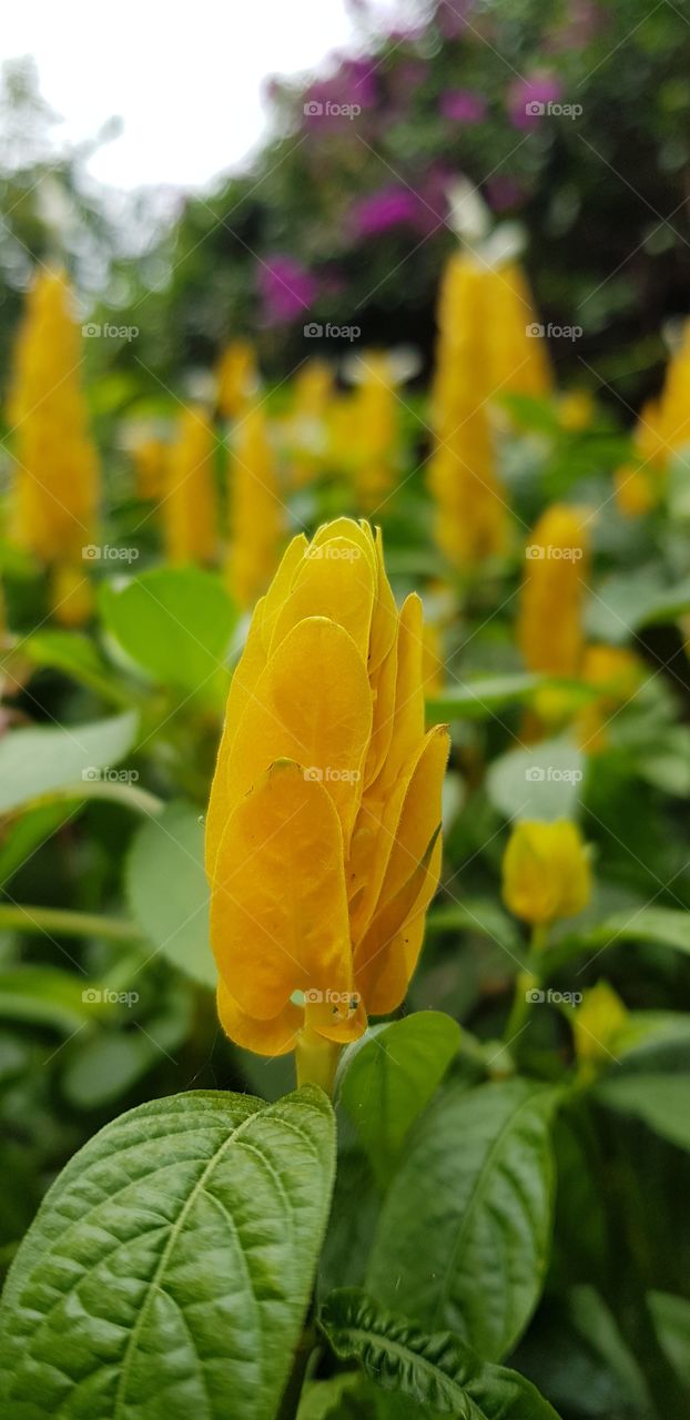 yellow flowers