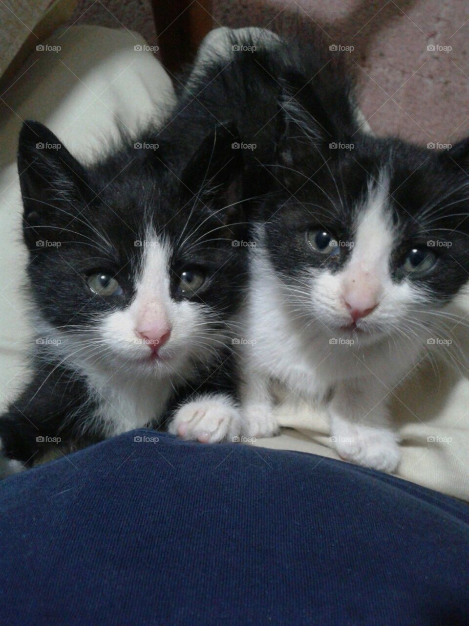 my beautiful kitten's