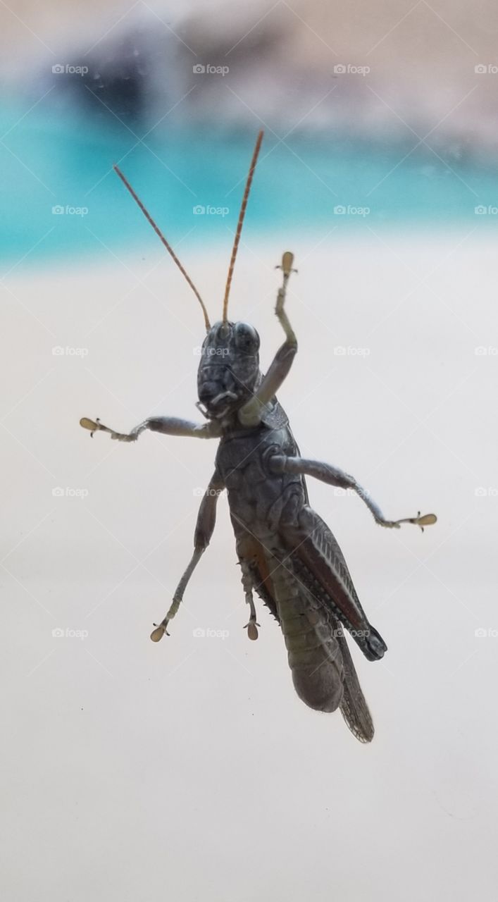grasshopper climbing a window