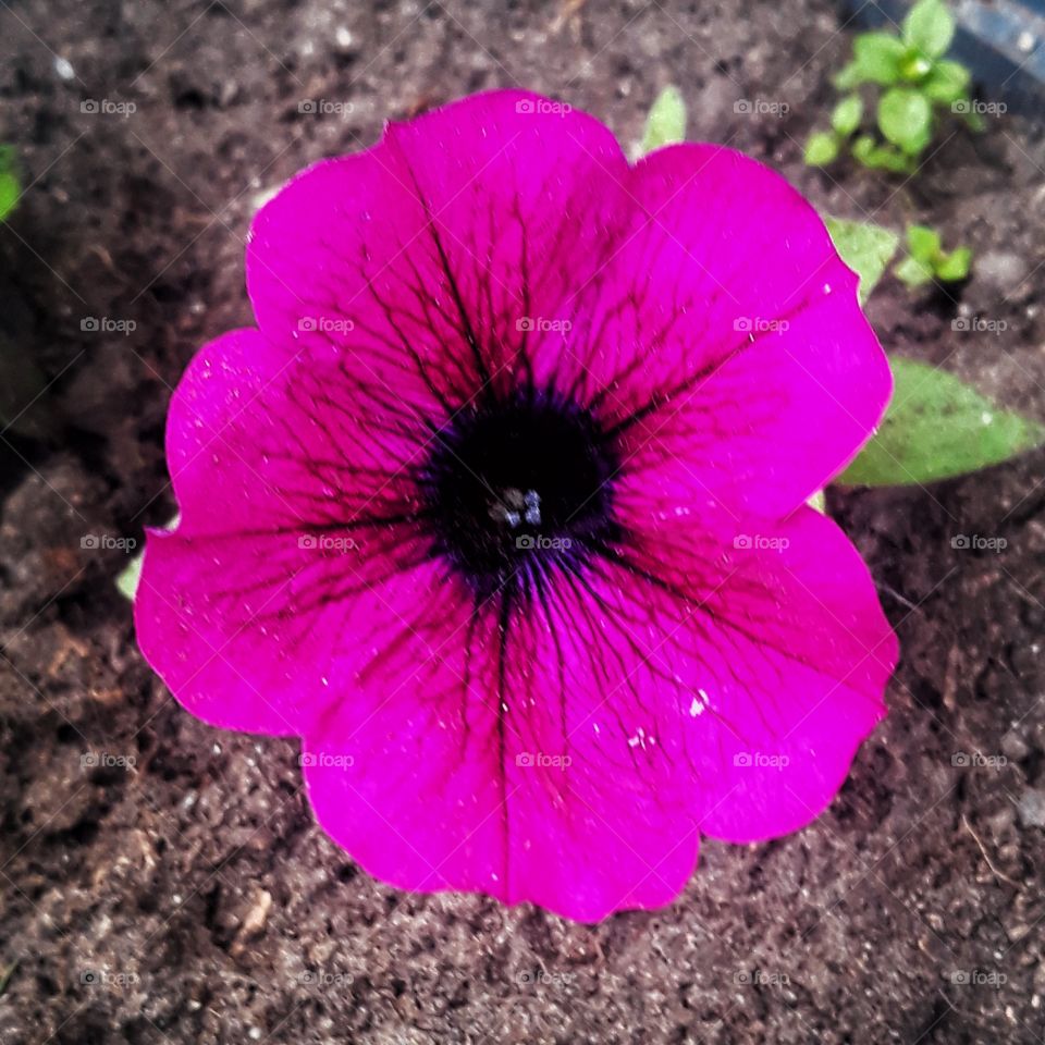 pink flower bud with black in garden pund